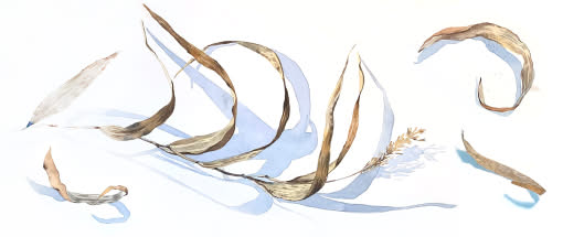 After Work: Die zarten Winterfarben - Botanische Fundstücke in Aquarell